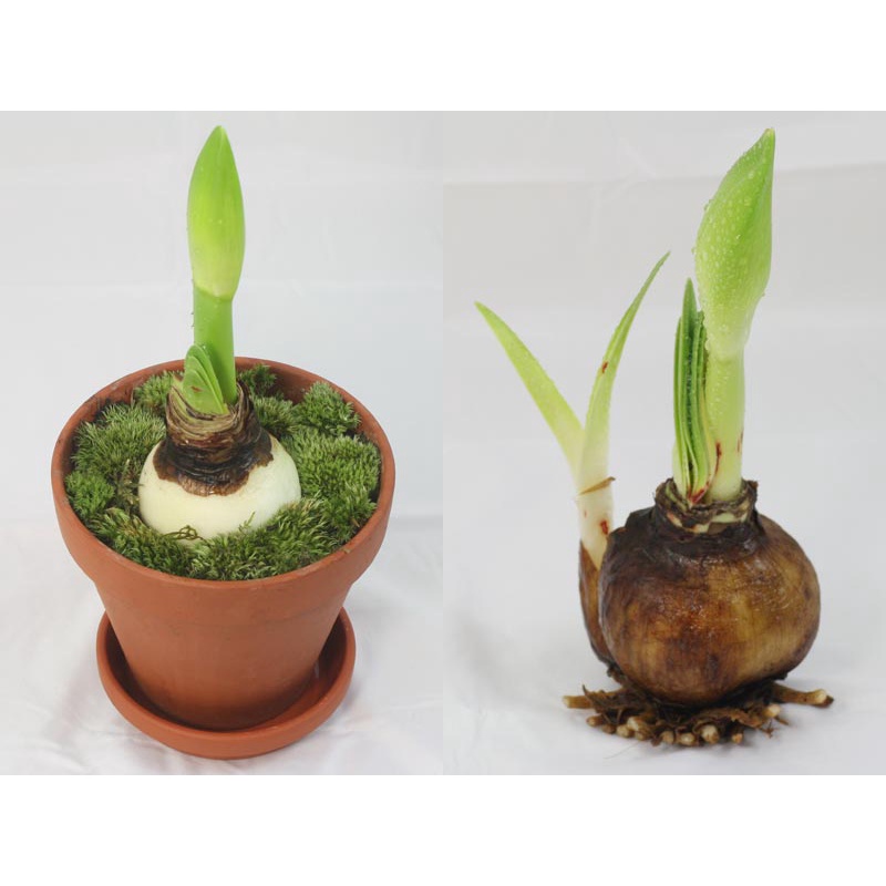 Củ LAN HUỆ tây kép ĐỎ NHUNG (size siêu to)