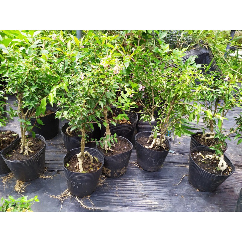 Chậu Hồng Ngọc Mai ( làm bonsai mini ) -cây phôi lớn