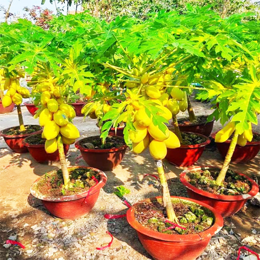 Hạt giống đu đủ da vàng-15 hạt ( Thái Lan )