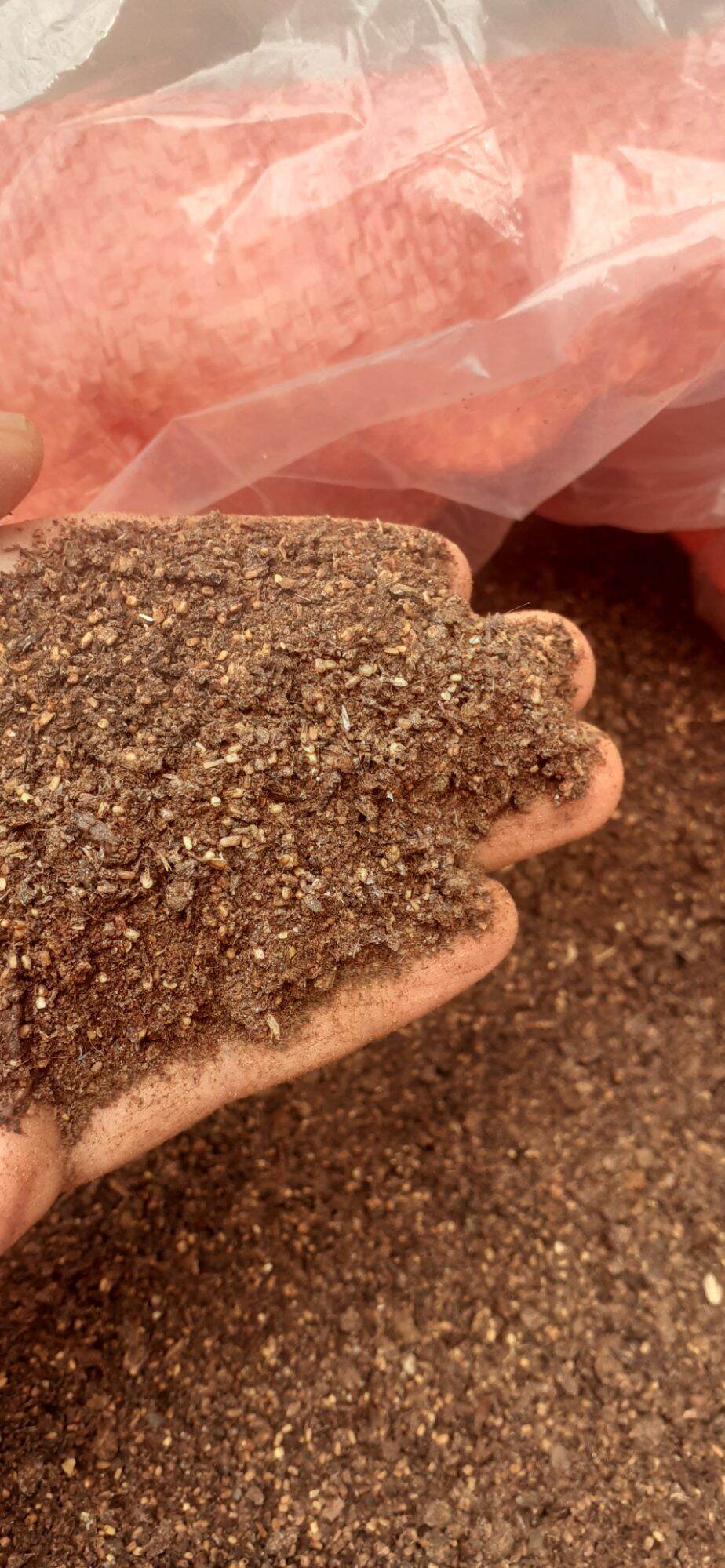 50 gram hạt giống gáo trắng