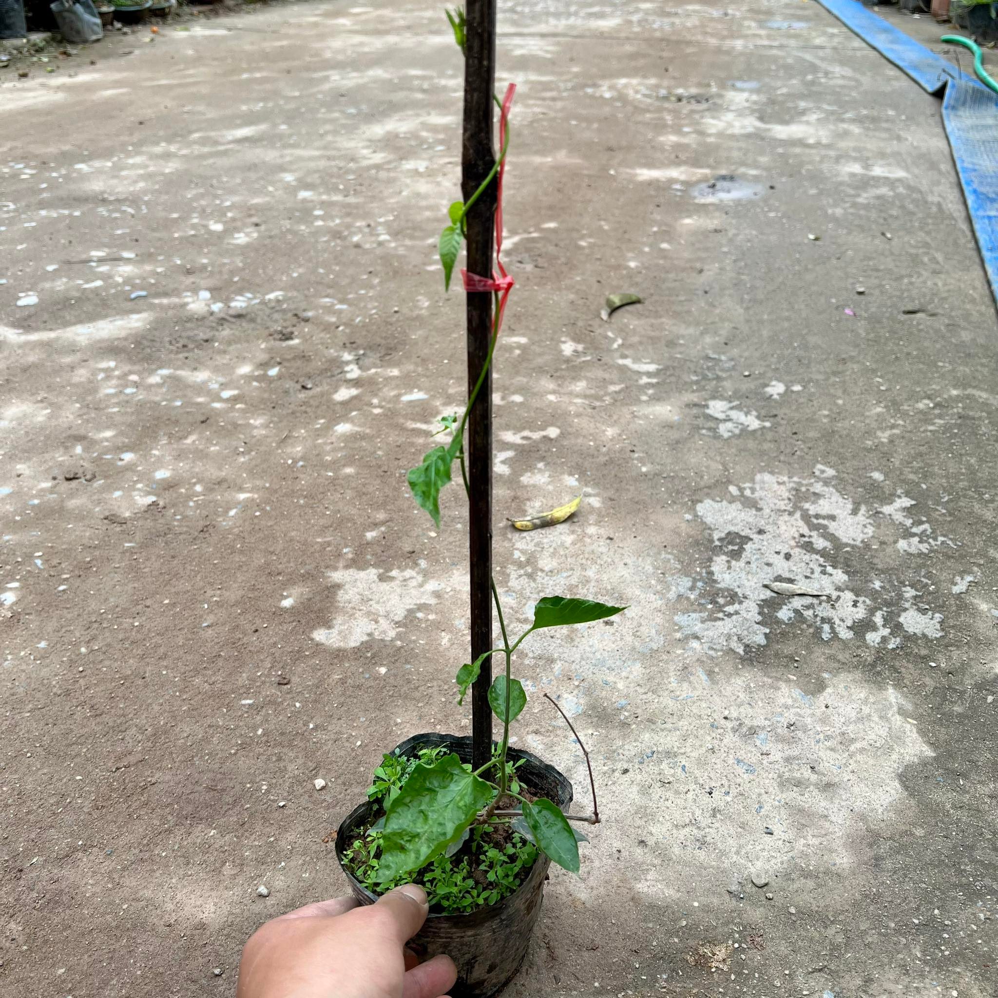 Cây hoa thiên lý siêu hoa