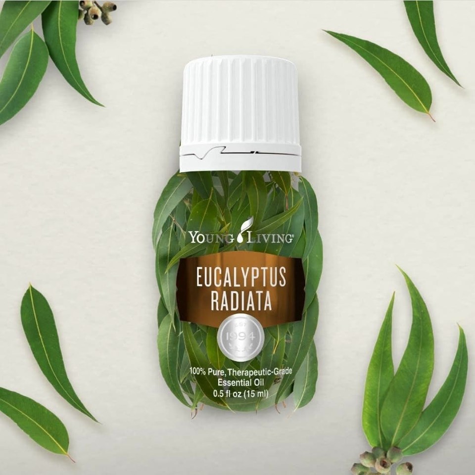 Young Living Eucalyptus Radiata Essential Oil 15ml Lazada Singapore