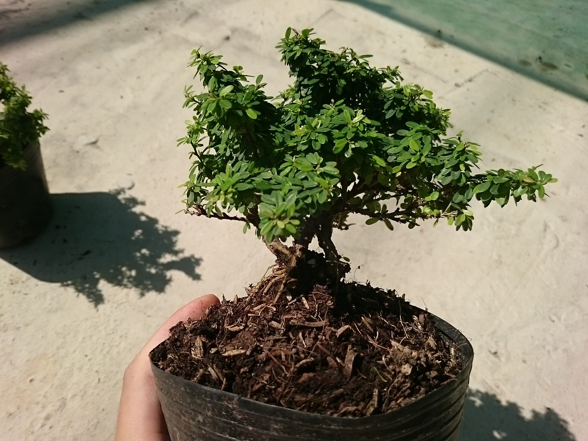 Cây Linh Sam Bonsai - cây cảnh bonsai
