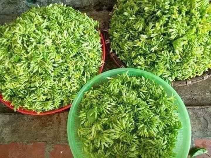 cây giống hoa thiên lý siêu hoa-feership từ 50k