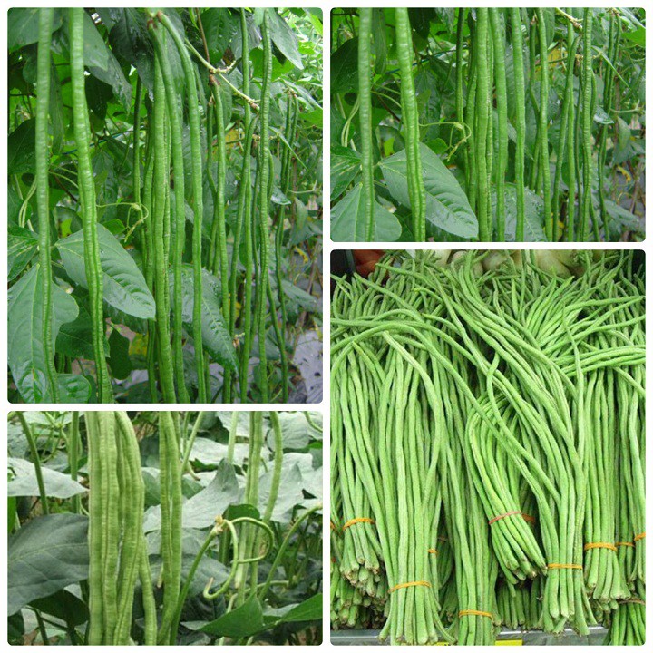 Hạt giống đậu đũa hạt đen - gói 20 gram