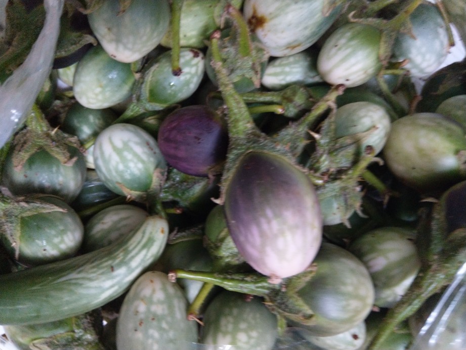 cà đắng tây nguyên 1kg