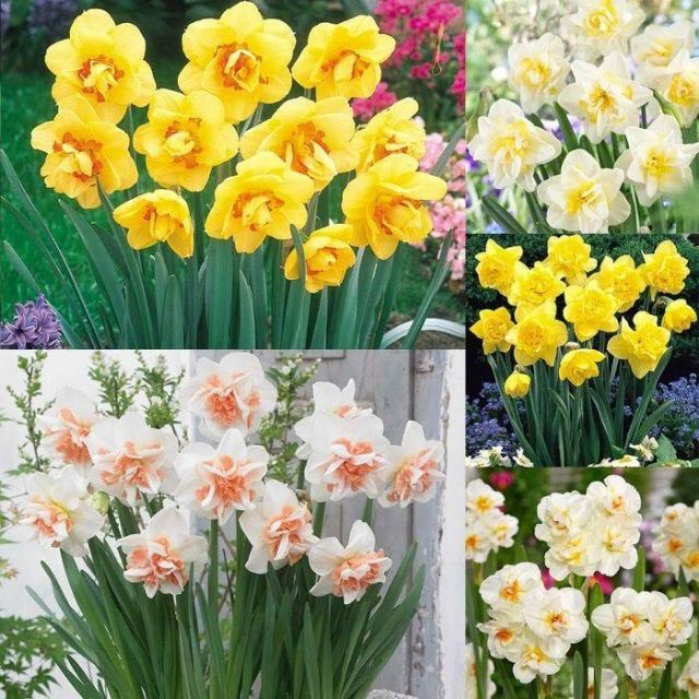 Củ hoa thủy tiên kép Hà Lan màu vàng