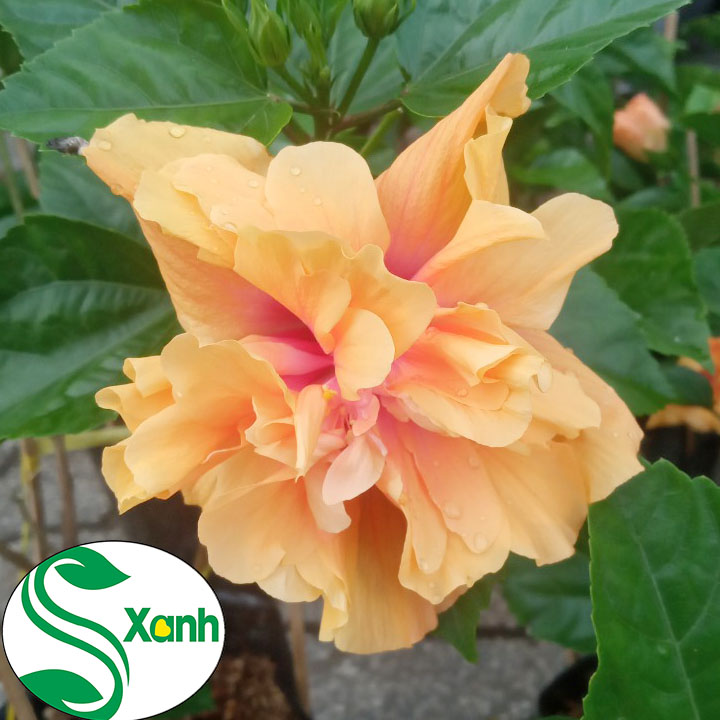Hoa dâm bụt thái cánh kép, hoa to