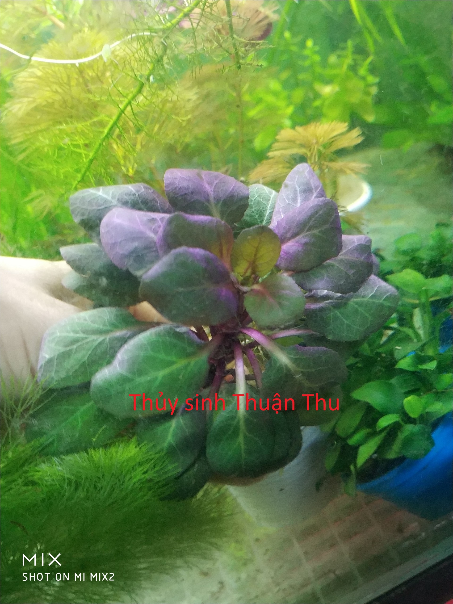 Hồng tím thủy sinh - cây thủy sinh cắt cắm tiền cảnh và trung cảnh đẹp dễ trồng