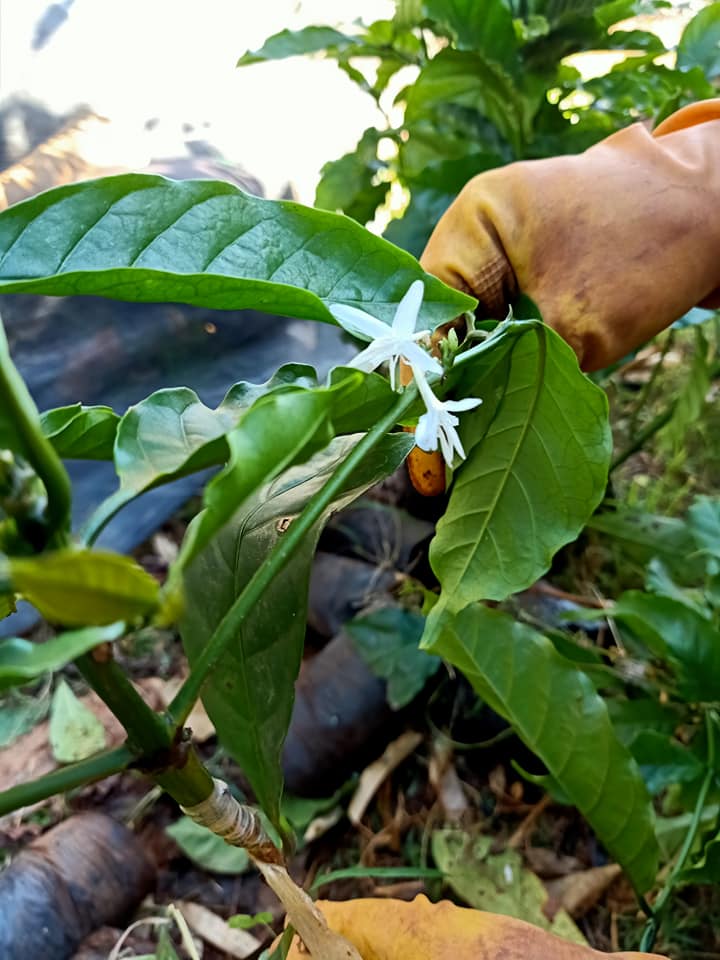 cây giống cà phê