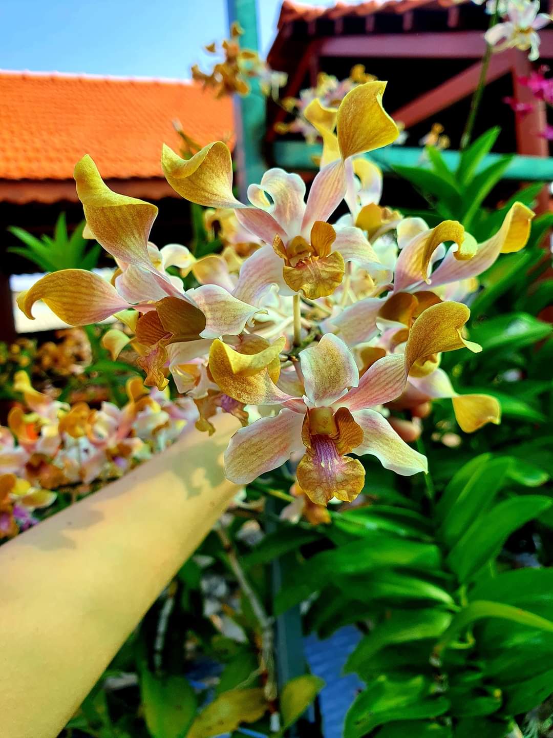 Denro nắng Bò 7 màu
