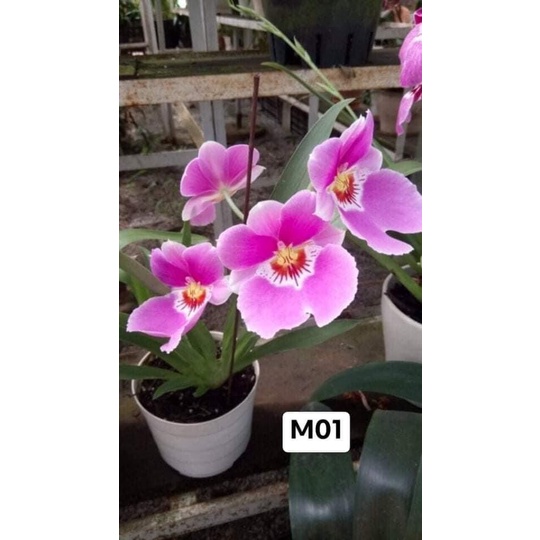 Hoa lan vũ nữ motonia(4 cây) cực thơm HOA TẾT
