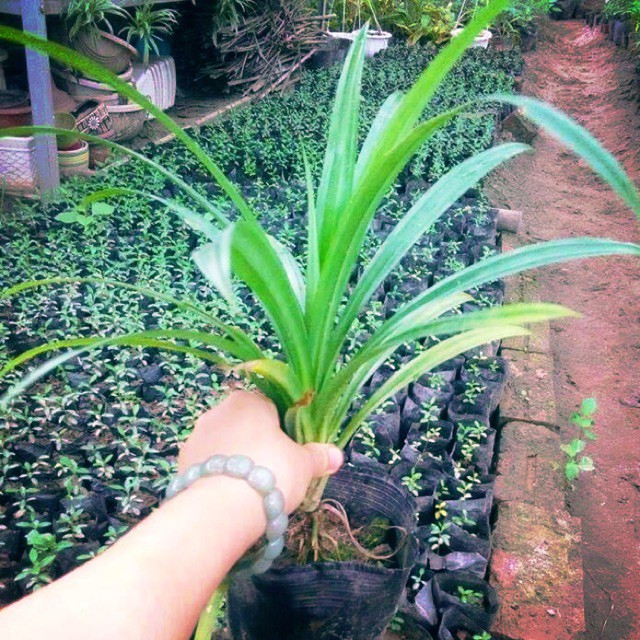 Cây lá Nếp thơm giống (lá dứa thơm, lá Nếp)- cây giống nhỏ