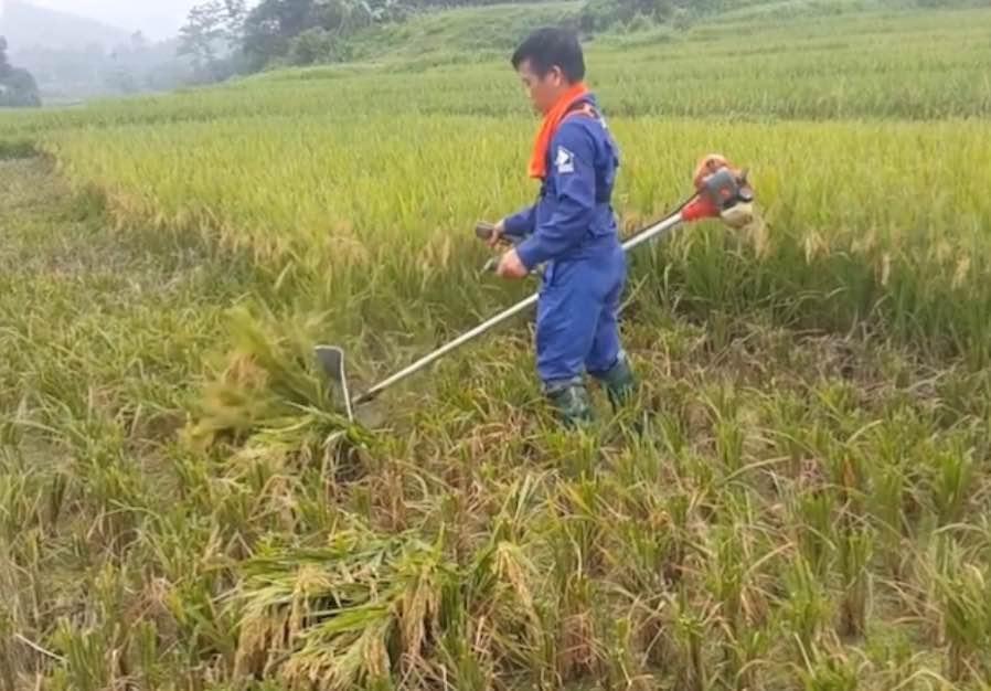 Bộ lồng gặt lúa, Lồng cắt cỏ gắn máy cắt cỏ cầm tay