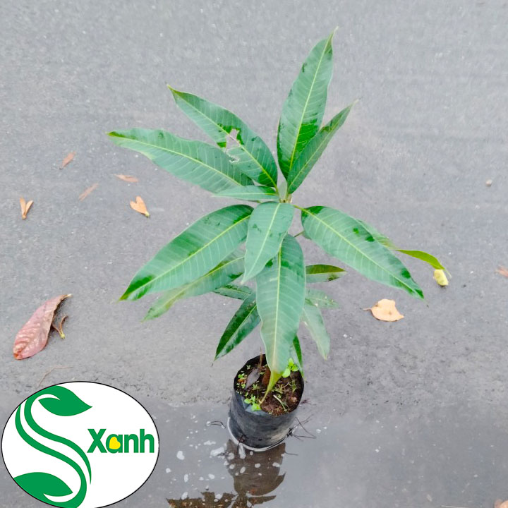 Cây Giống Xoài Thái