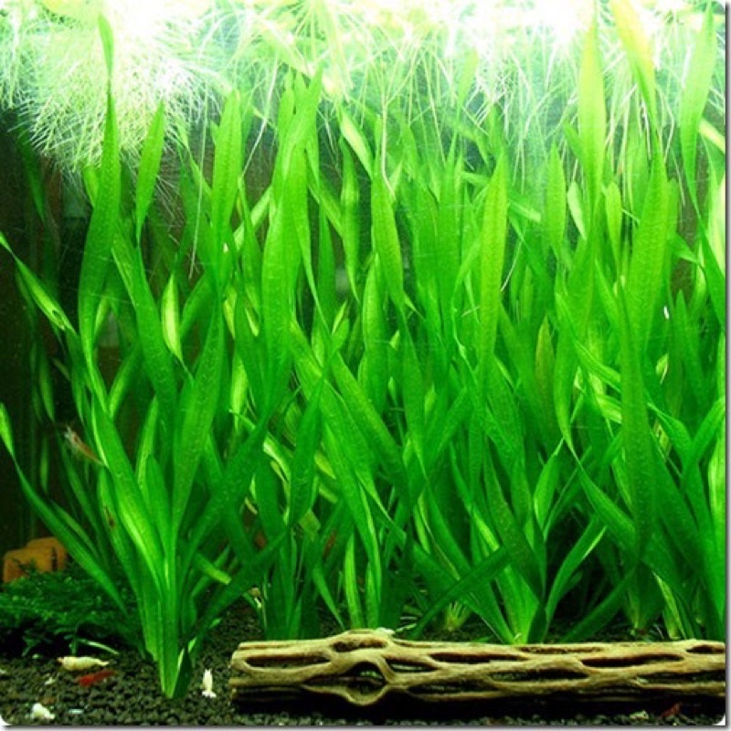 Cây thuỷ sinh hẹ soắn - hẹ xoăn | cây thuỷ sinh dễ trồng không cần co2 và nền