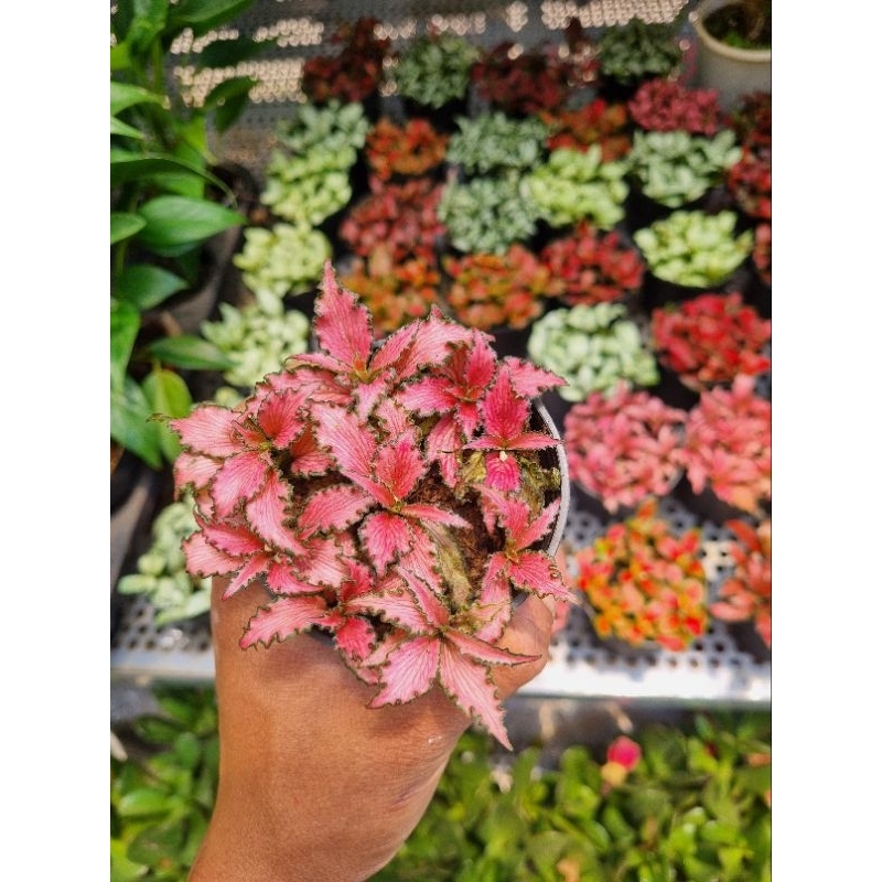 Chậu Cây cẩm nhung (cây lá may mắn)