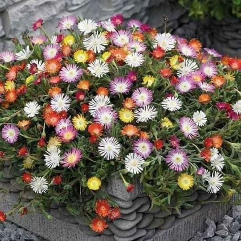 hoa 10h nam phi(1 khóm hình cuối) HOA TẾT Kèm phân
