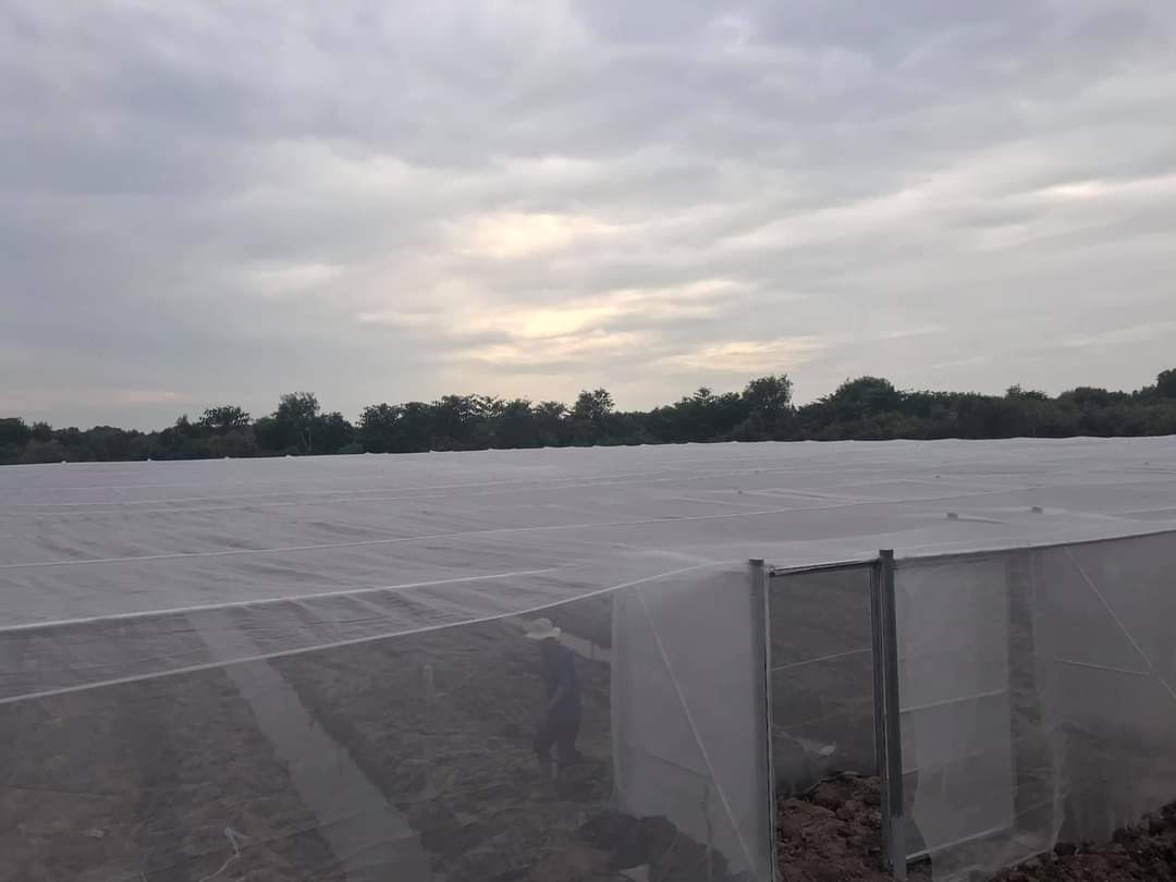 Lưới chắn côn trùng 32mesh - Công nghệ Thái ( cuộn 2m x 50m)