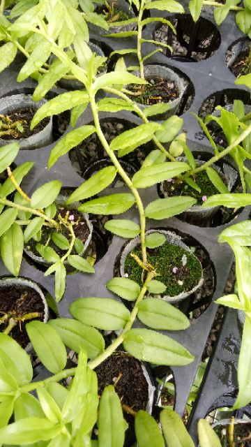 Cây giống hoa lan 5CT Họng Hồng