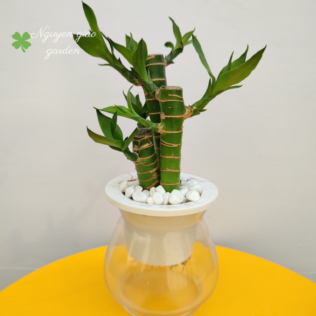 Cây Phát Tài, Cây Phát Lộc Thủy Sinh