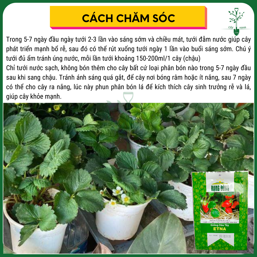 Hạt Giống Dâu Tây ETNA Rạng Đông 10 Hạt