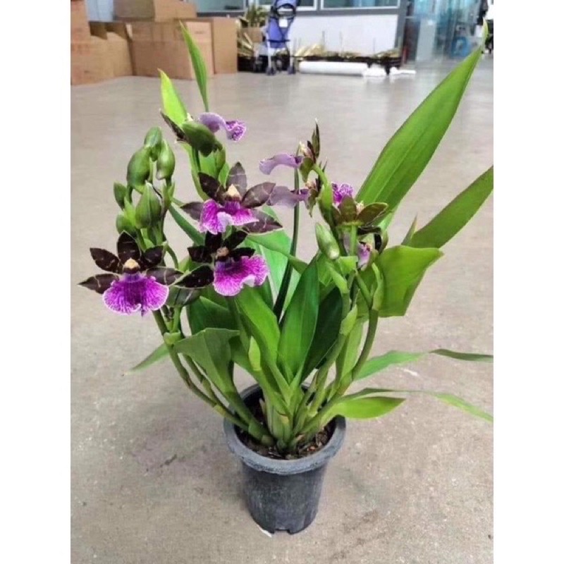 hoa Lan vũ nữ hàm cá mập(1 khóm) chơi Tết