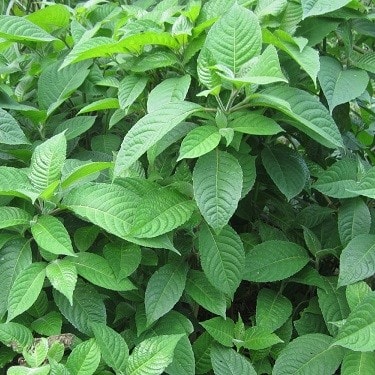 cây lá cẩm tím - bầu cây giống