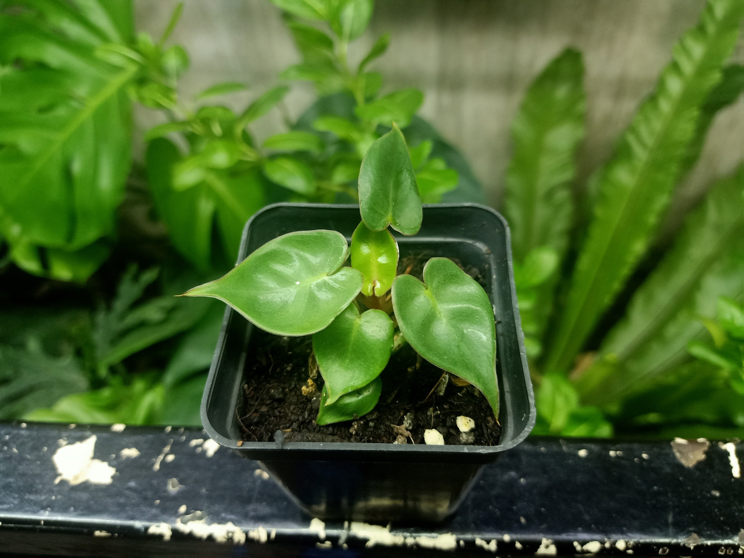 Hạc Cam (Philodendron Billitae)