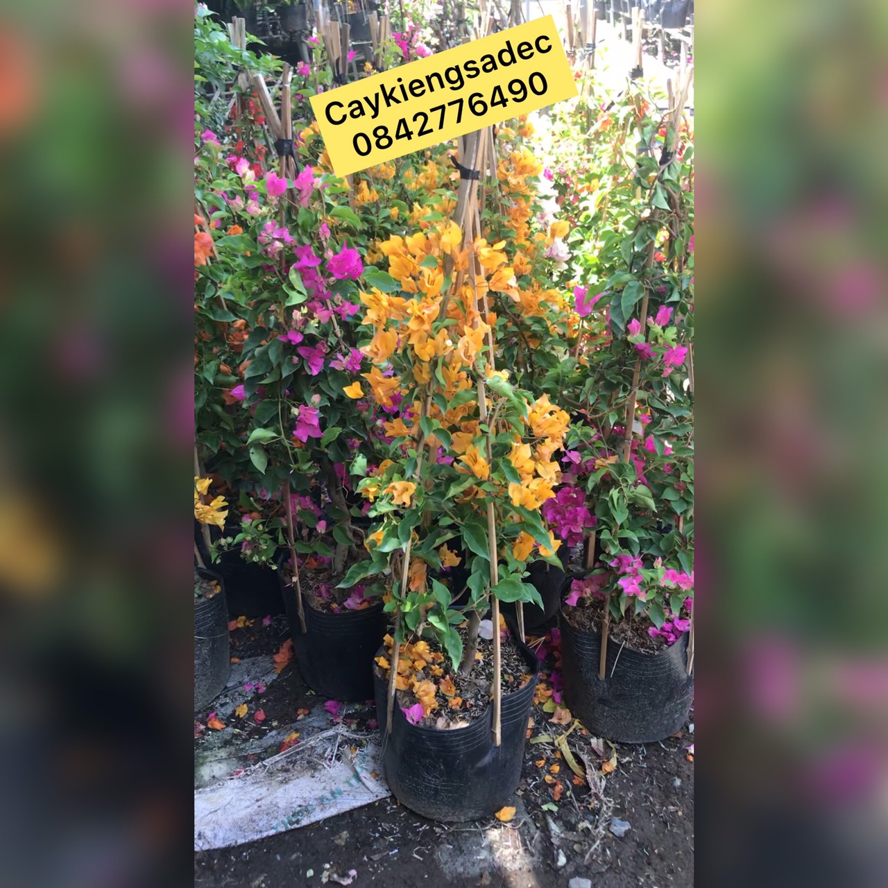 cây hoa giấy thái caykiengsadec + tặng phân bón
