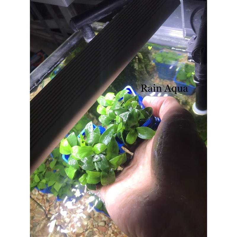 Cây Ráy Nana (Ráy lá nhỏ) - Cây ráy thuỷ sinh . Rain Aqua