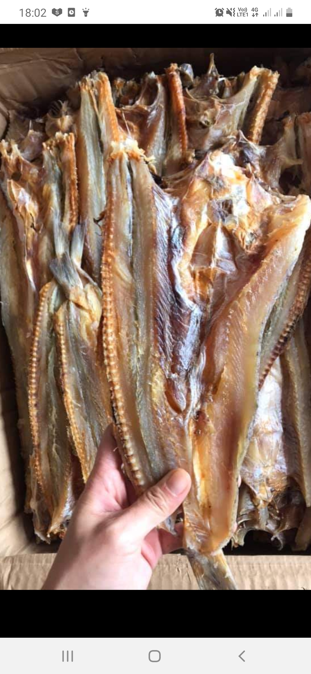 1KG CÁ MỐI THỊT THƠM NGON