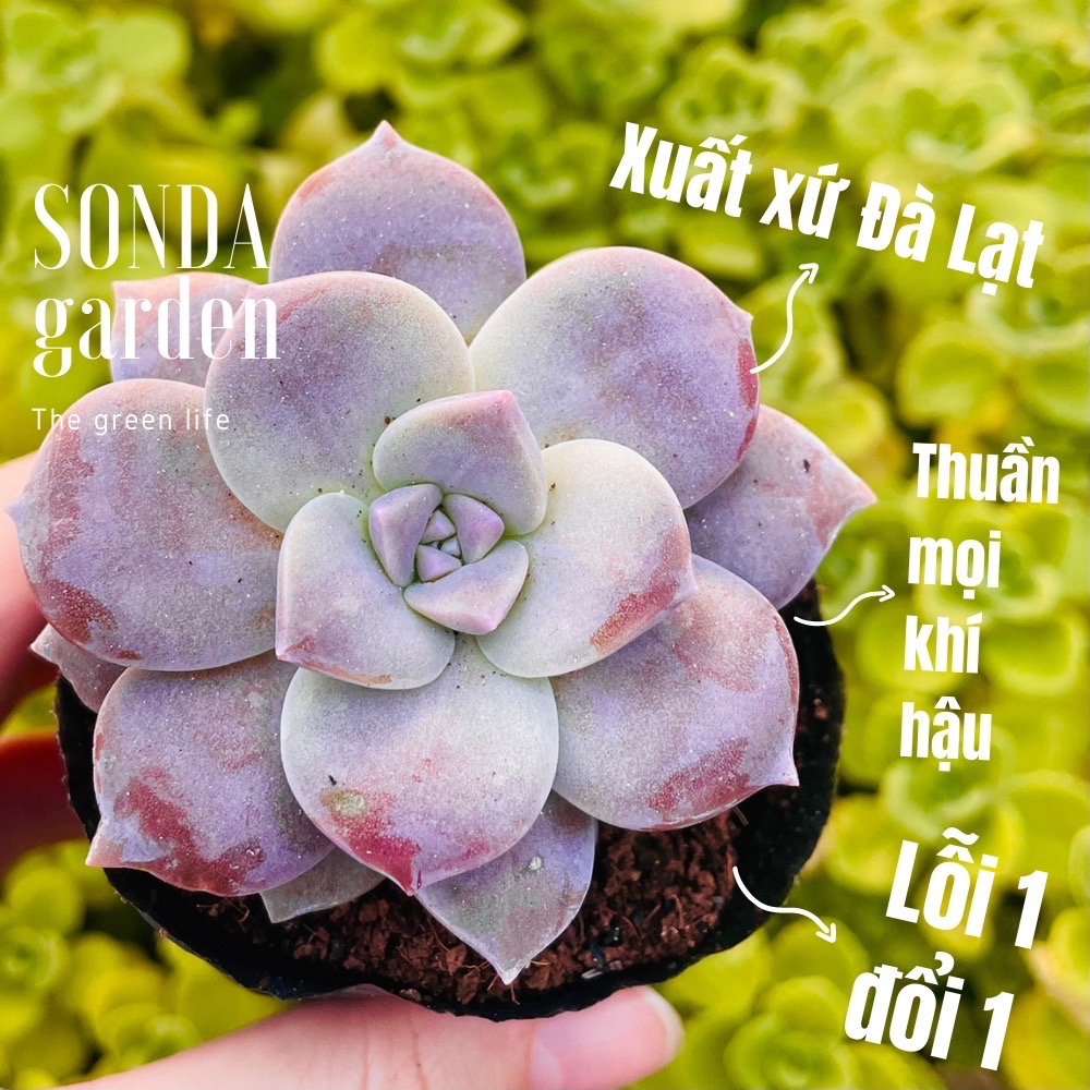 SEN ĐÁ DĨA HỒNG SIZE BÉ LỖI 1 ĐỔI 1