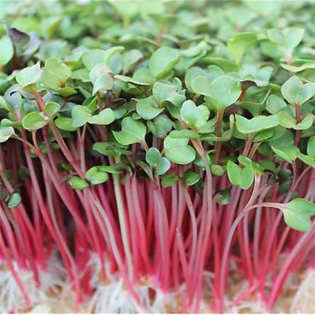 Hạt giống rau mầm củ cải đỏ gói 100g