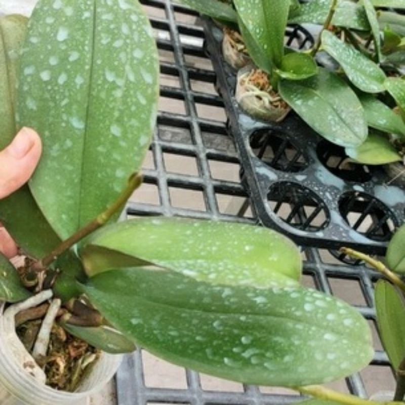 CÂY GIỐNG LAN HỒ ĐIỆP CỐC ĐẠI (ĐÃ CÓ NGỒNG - ĐỦ MÀU)
