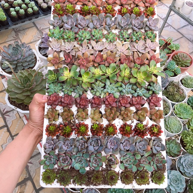 Sen đá mini - Sen đá mini ngẫu nhiên- 1 cây sen đá mini