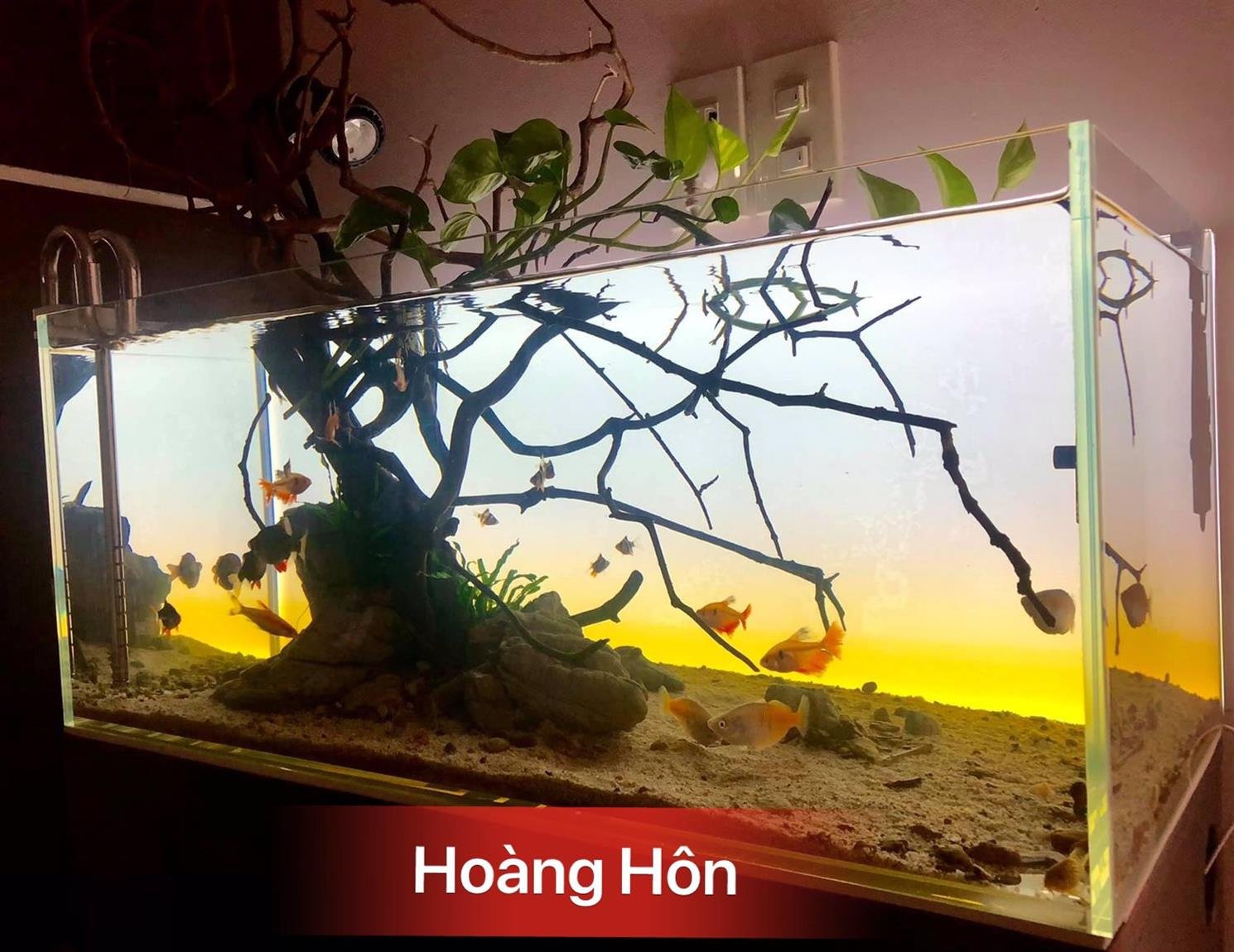 Phông Nền Bể Cá - Decal ADA , BACkground Aquarium fish tank