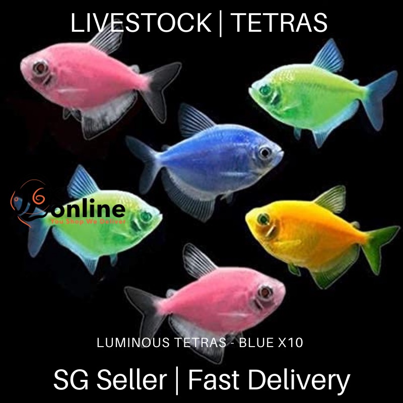 online colour fish delivery