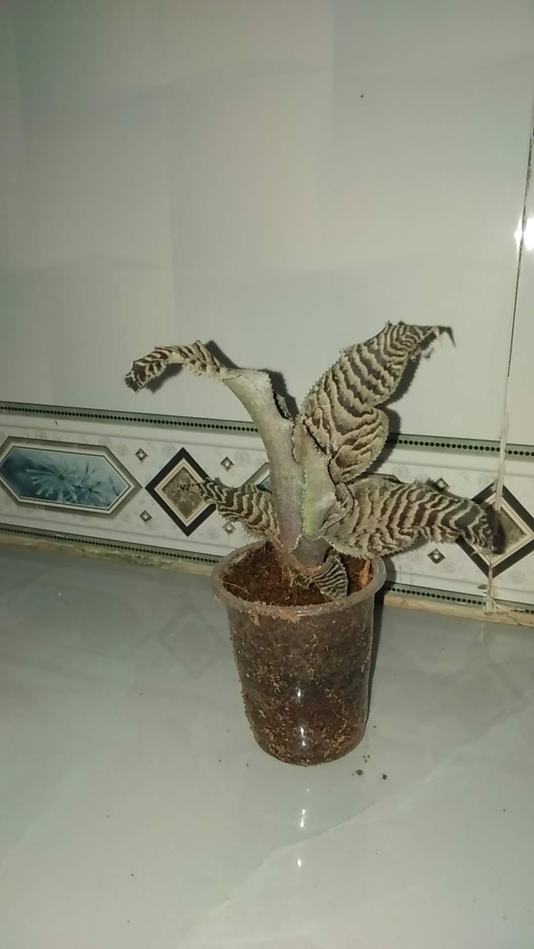 Cây dứa Lê Phụng Cơ - Da beo nâu