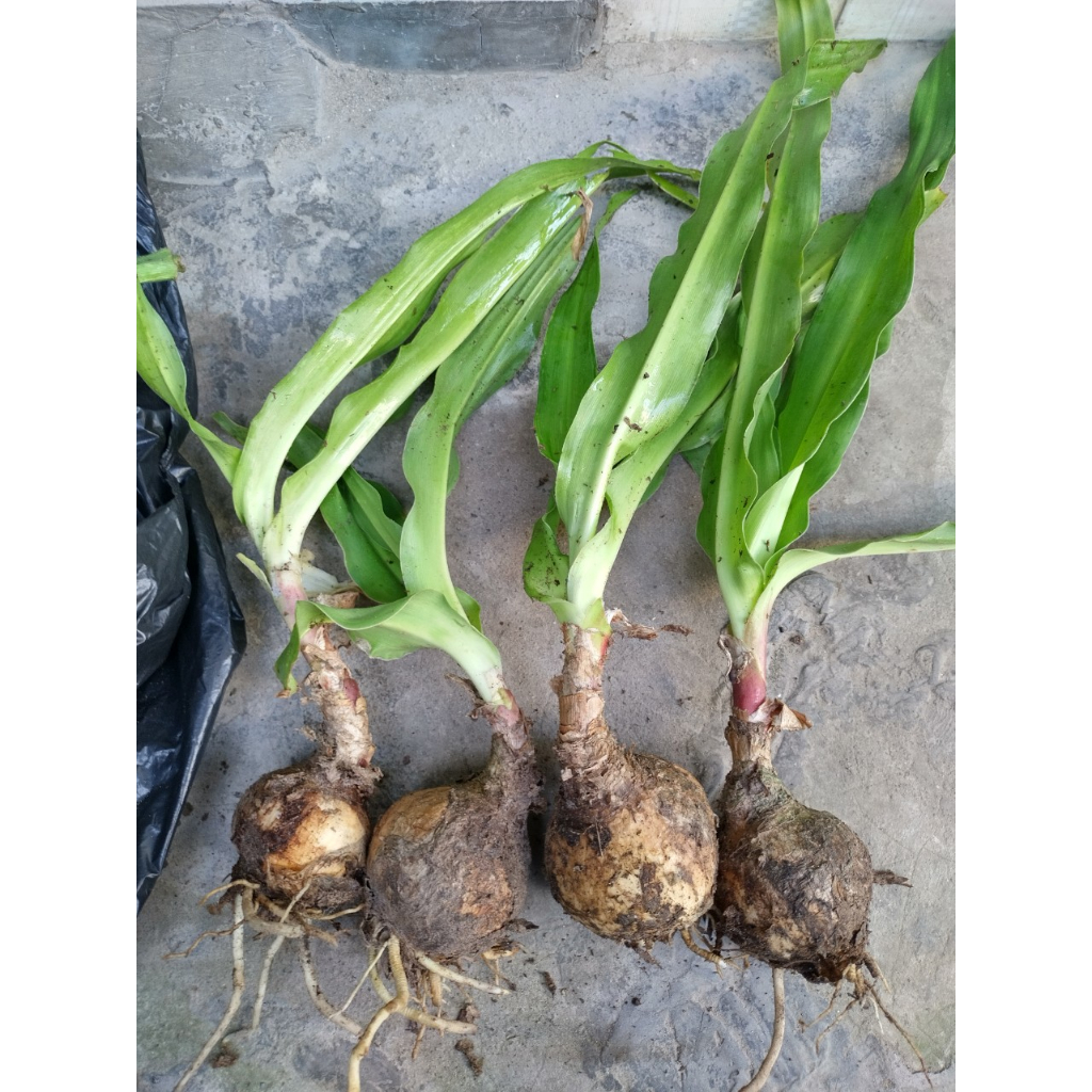 Cây giống trinh nữ hoàng cung - 1 củ giống