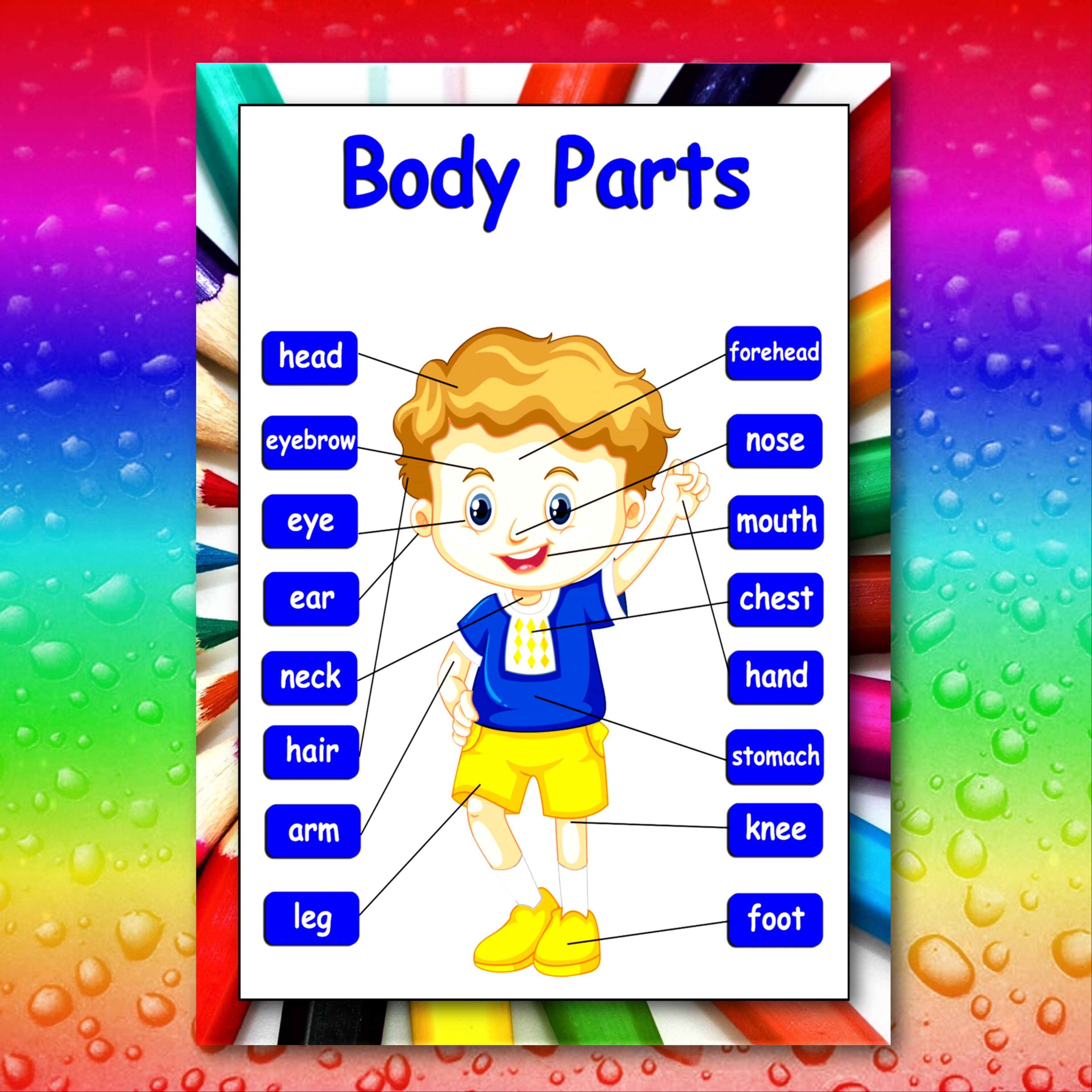 Body parts wall chart educational poster laminated a 4 size | Lazada PH