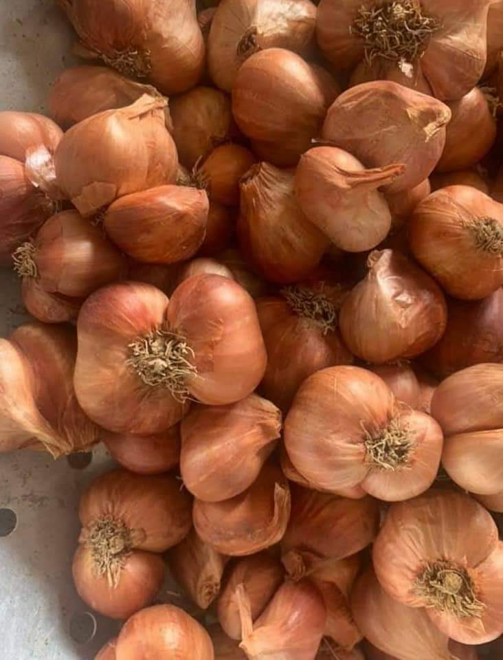 Hành Kinh Môn Hải Dương - 1Kg