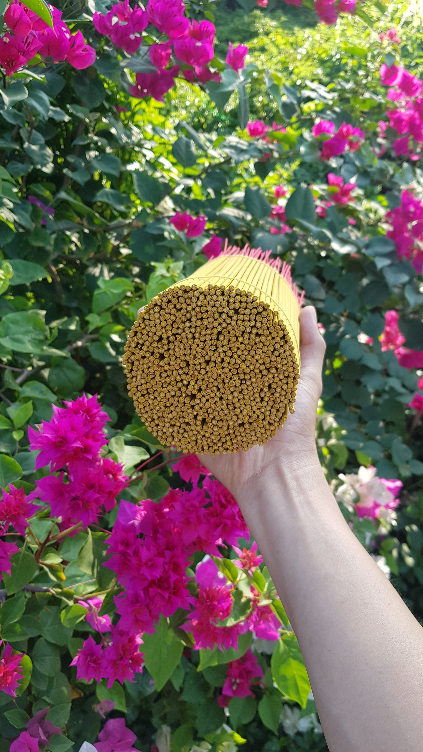 NHANG THƯỜNG - KHÔNG MÙI BÓ LỚN 500 CÂY
