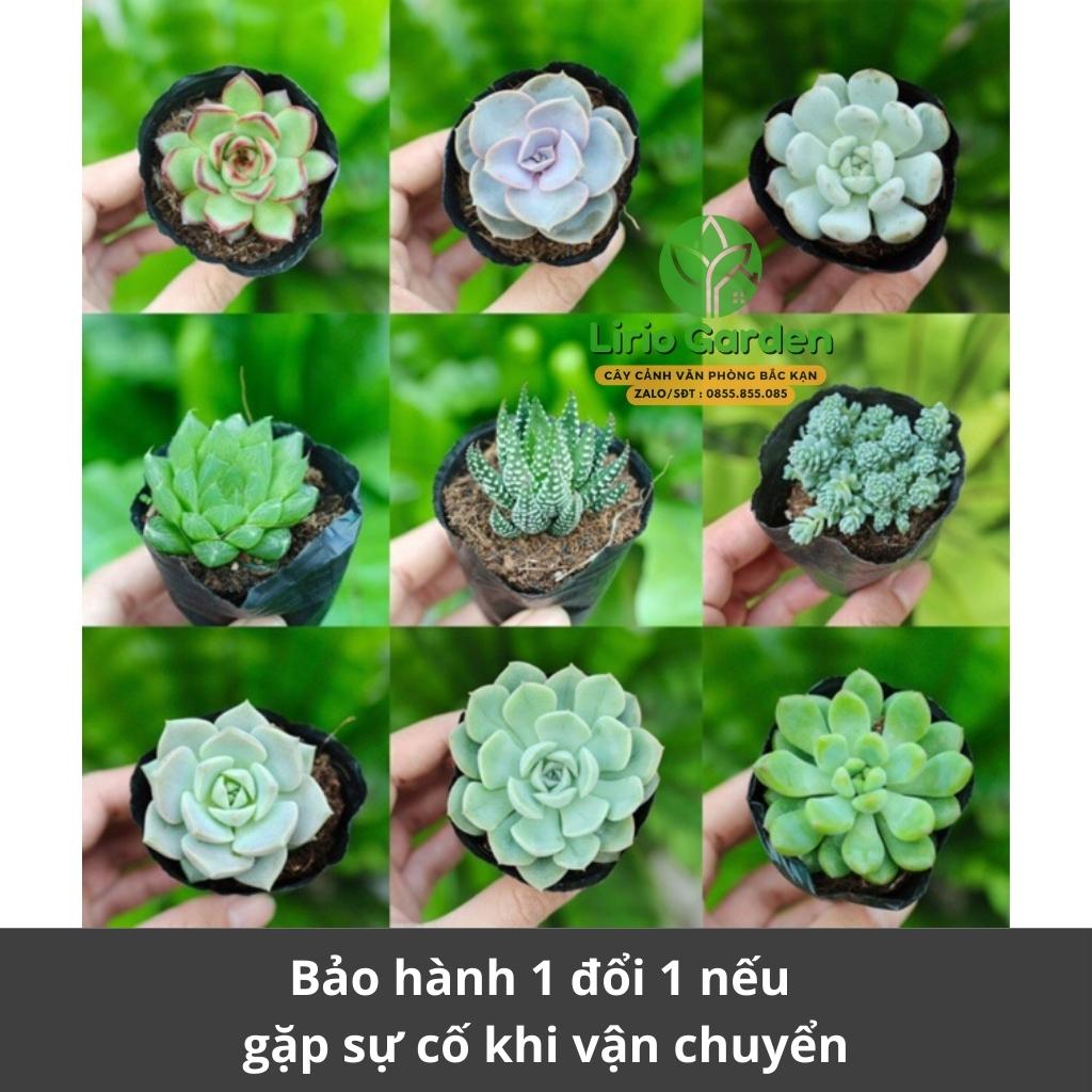 combo 10 cây sen đá size bầu