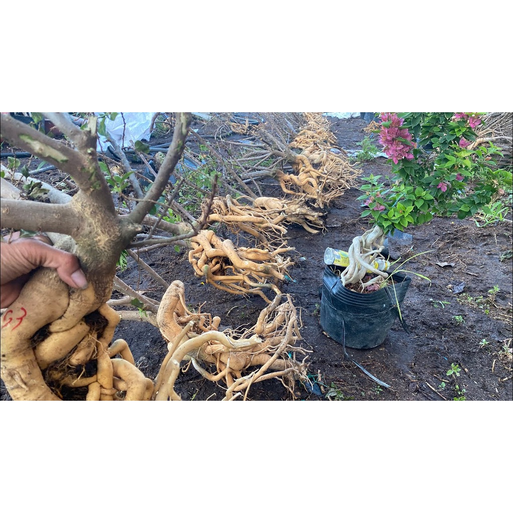 Phôi gốc Hoa giấy Mỹ bonsai