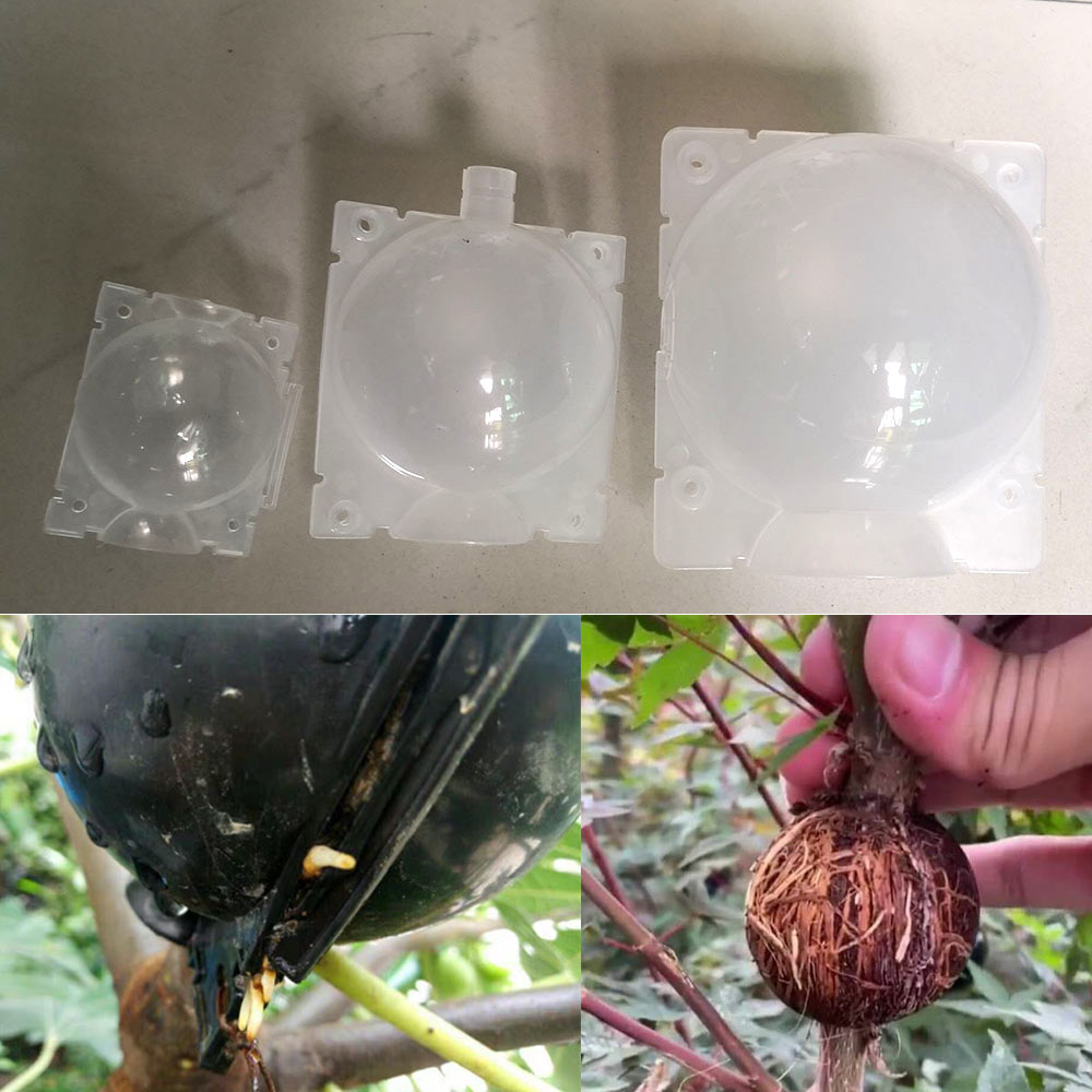 Rooting%20Case%20Box%20Reusable%20Transparent%20High%20Pressure%20Grafting%20Garden%20Graft%20Root%20Growing%20Box%20Tree%20Breeding%20Container%20-%20Image%206