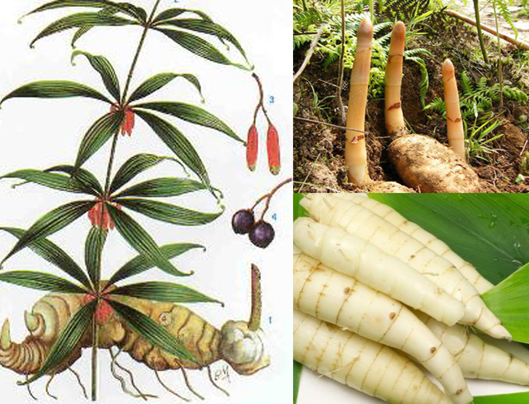 Hạt Giống Cây Hoàng tinh hoa đỏ( Cây dược liệu ) - Gói 10 hạt