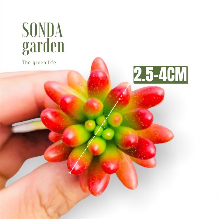 SEN ĐÁ THẠCH NGỌC ĐỎ SIZE MINI KHỎE ĐẸP LỖI 1 ĐỔI 1