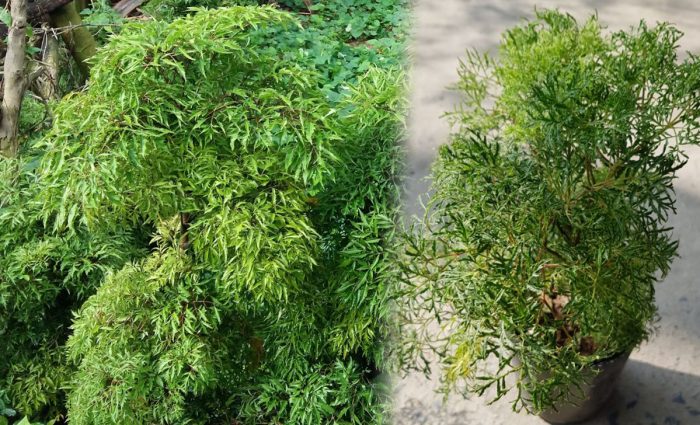Cây Đinh lăng ta lá nếp - cây giống