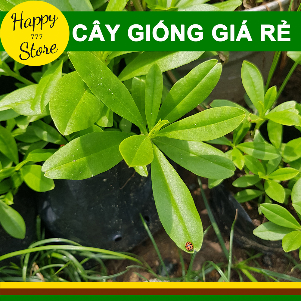 CÂY SÂM ĐẤT (THỔ SÂM, ĐỊA SÂM)
